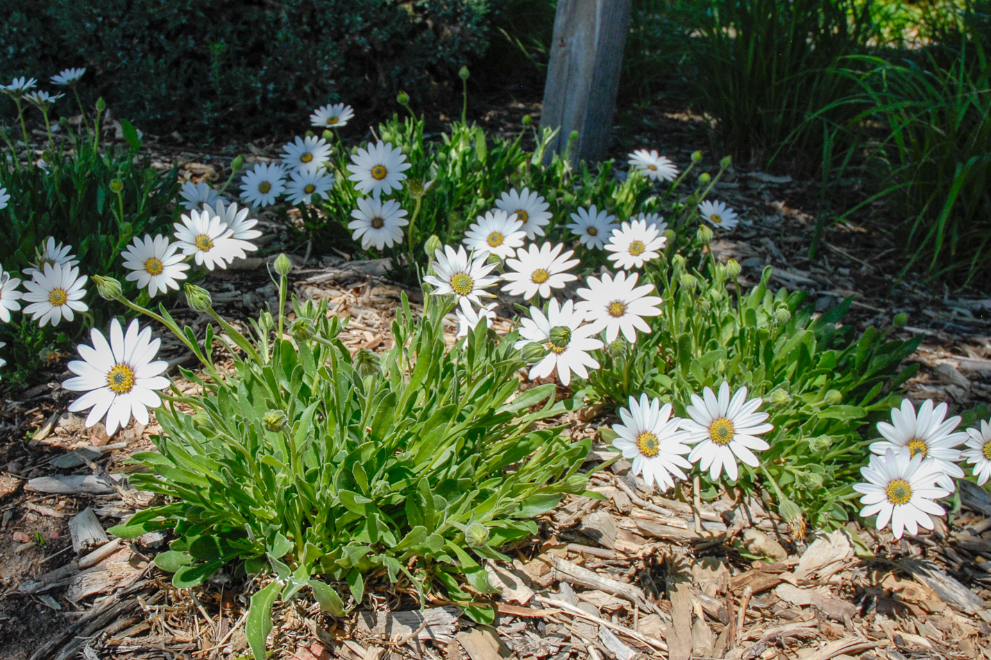 Avalanche White Sun Daisy